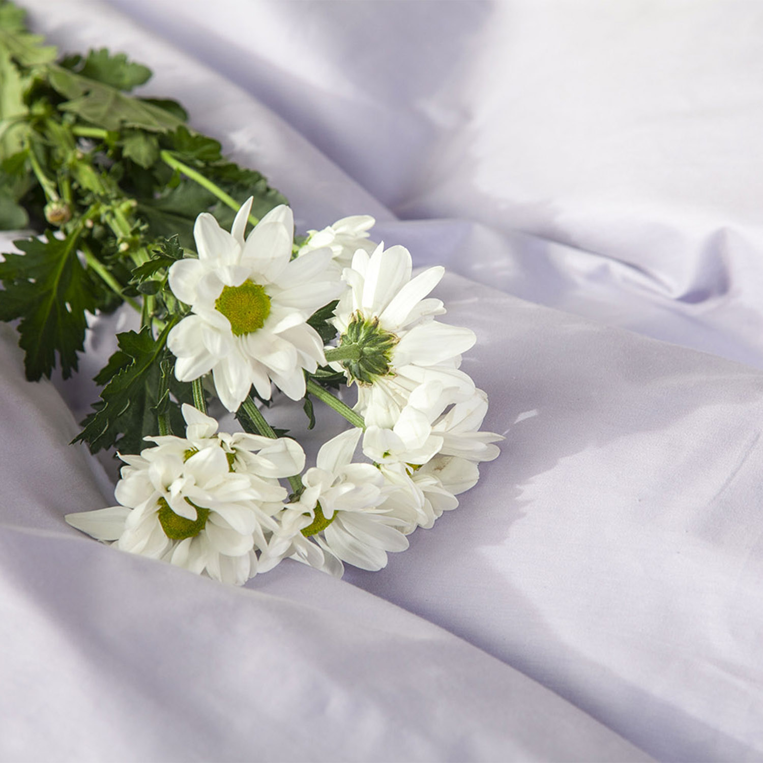 Комплект постельного белья Сатин-Люкс однотонный сиреневый 3907